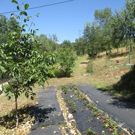 Bungalow "A Choupana" - Quinta Da Carvoica - Vale Pradinhos Vale de Pradinhos Buitenkant foto