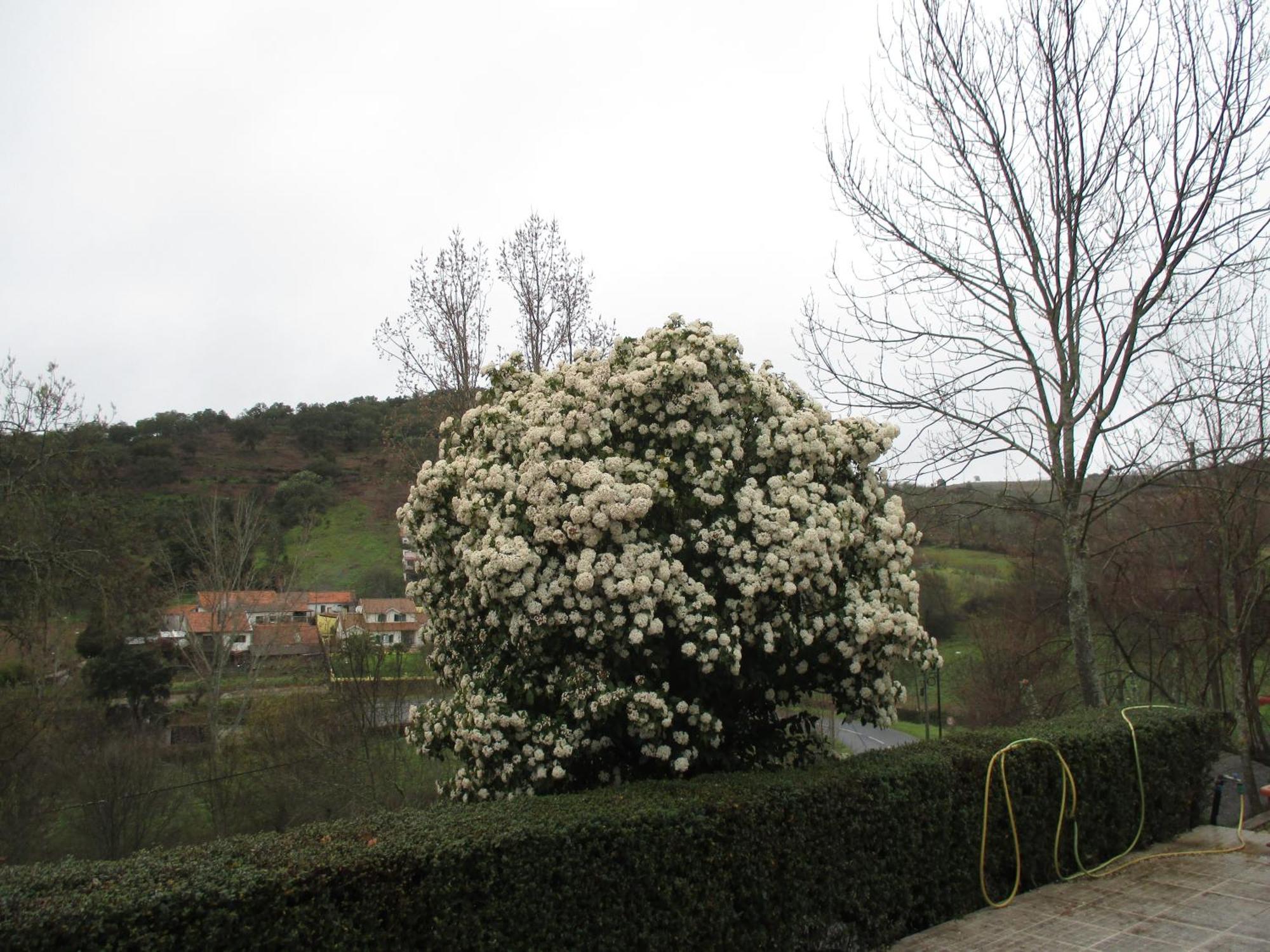 Bungalow "A Choupana" - Quinta Da Carvoica - Vale Pradinhos Vale de Pradinhos Buitenkant foto