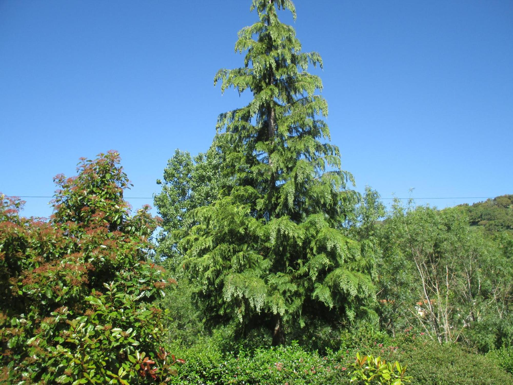 Bungalow "A Choupana" - Quinta Da Carvoica - Vale Pradinhos Vale de Pradinhos Buitenkant foto